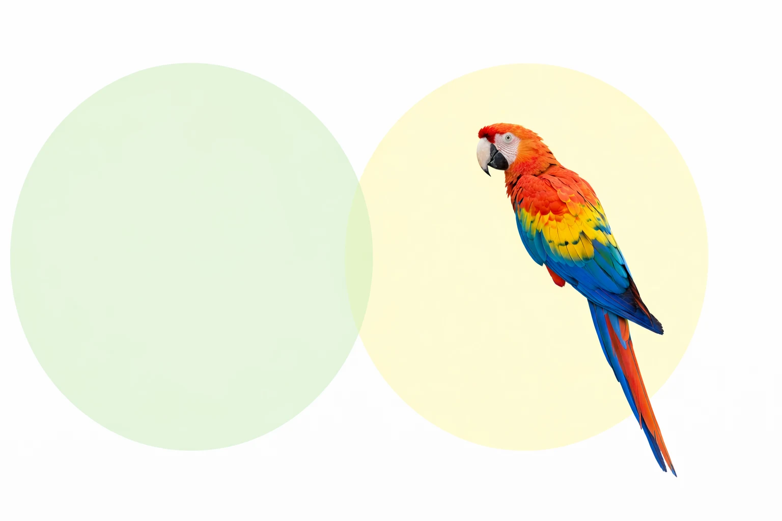 Aves