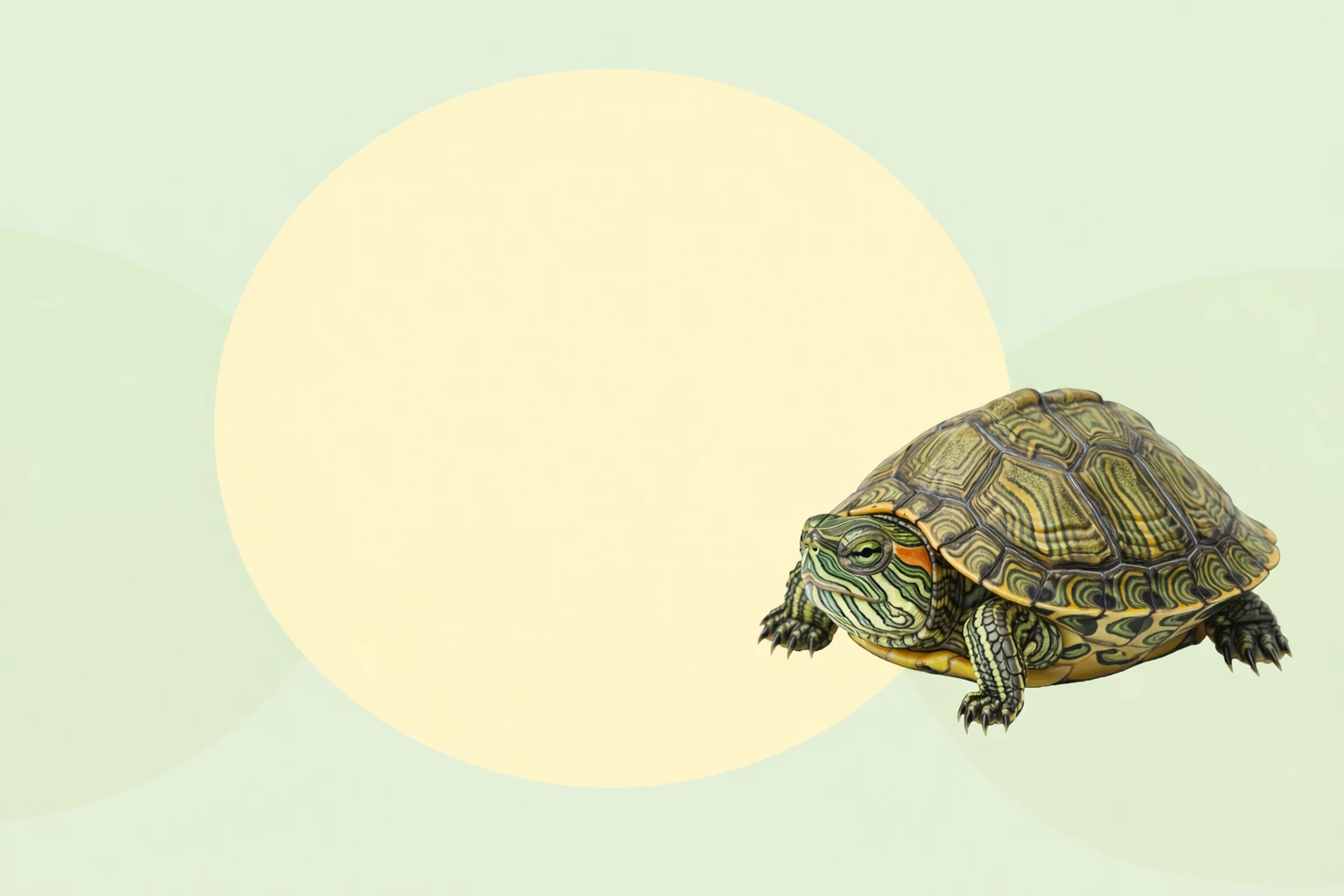 Tortugas