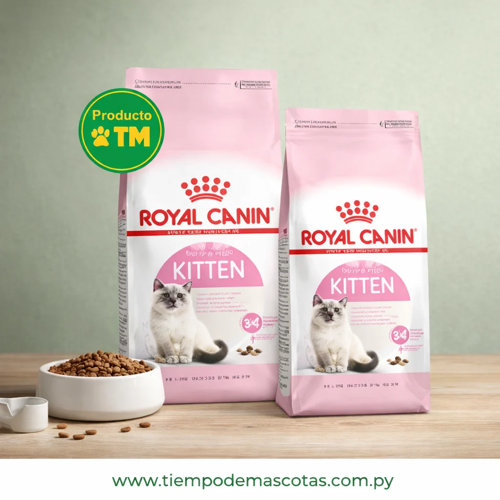 ROYAL gato kitten
