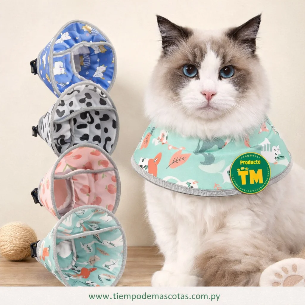 ISABELINO CAT cone